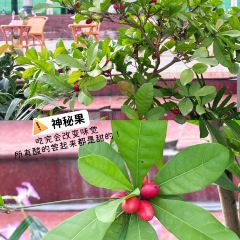 勐焕老奶冷饮店 User Photo