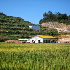 在发呆·lan's浪肆咖啡庄园 User Photo