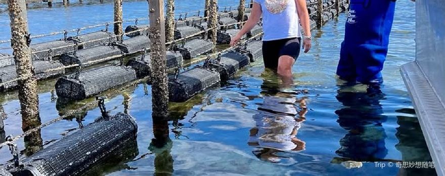 Oyster Farm Tours - Coffin Bay