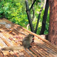 Zhan yi gong shi la zi Chicken (zhan yi) User Photo