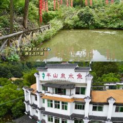 半山泉水鱼 User Photo