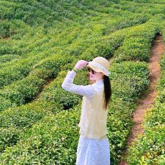 WEN XIN CHA ZHUANG YUAN User Photo