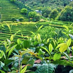 瓦珍野菜馆 여행 사진