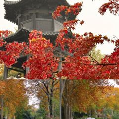 AWU YELLOW RIVER COMMON CARP User Photo