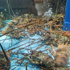 紫陽海鮮樓·福州菜（金洲南路店）張用戶圖片