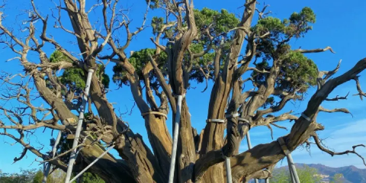 秦柏旅遊生態園區
