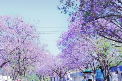 鐵哥妹特色燒烤