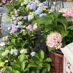 海如的花園張用戶圖片