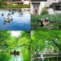 Cheng kan mao dou fu User Photo