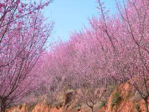 Ten Miles of Plum Forest