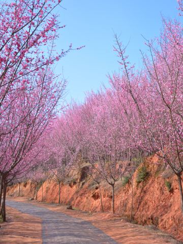 Ten Miles of Plum Forest