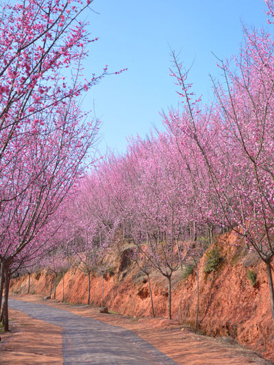 Ten Miles of Plum Forest