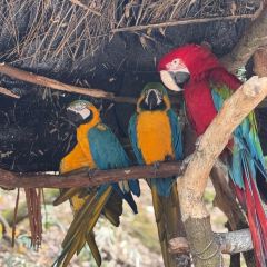 熊猫主题餐厅 User Photo