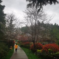 齐云山度假酒店· 祥瑞轩餐厅 User Photo