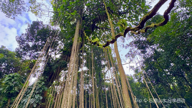 wan nian shen shu ( tian qin shu )