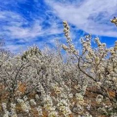 西鄉櫻花山莊度假村用戶圖片