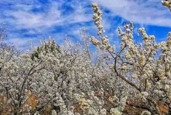 西乡樱花山庄度假村 User Photo