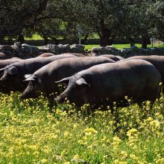 Bodegas Campos User Photo
