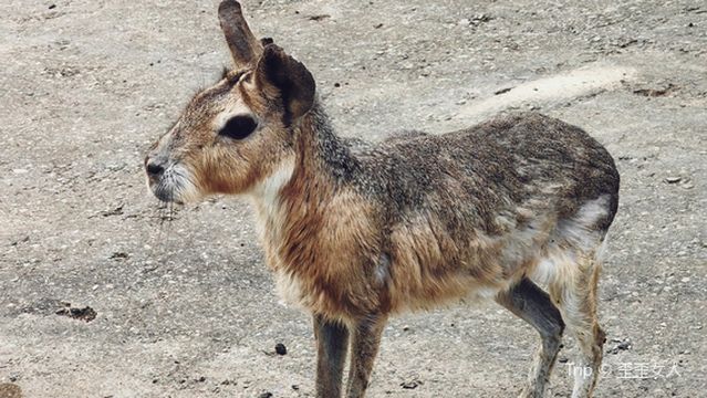 long zhi meng dong wu yuan - zi jia qu