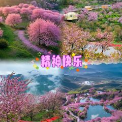 櫻花屋音樂餐吧張用戶圖片