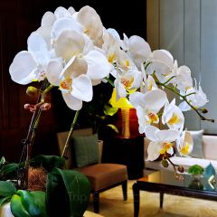 Yang Zi Xuan User Photo