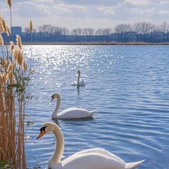 DA WEI ROAST WHOLE LAMB User Photo