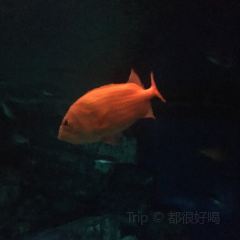 イノー（沖縄美ら海水族館）張用戶圖片