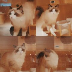 研味·新中式糖水·绵绵冰(斗池新居店) User Photo