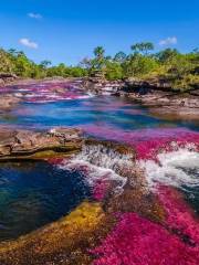 Caño Cristales