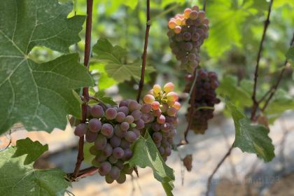 田园居(蓝田店)