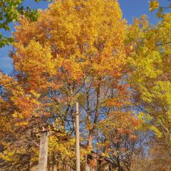 Zhan yi gong shi la zi Chicken (zhan yi) User Photo