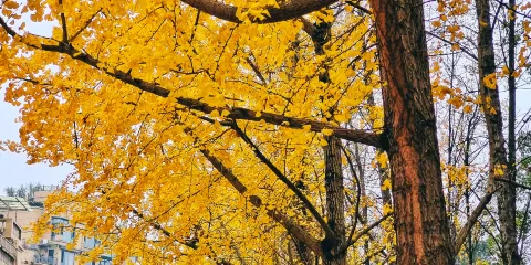 南湖生態公園