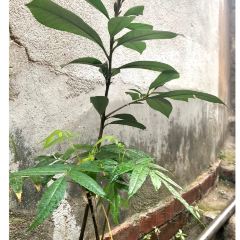 龙花担赐粉(涵江店) User Photo