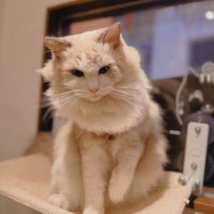 貓和魚創意廚房（元帥路店）張用戶圖片