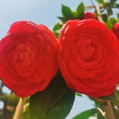 Jiahuabingwu (jinseguangchang) User Photo