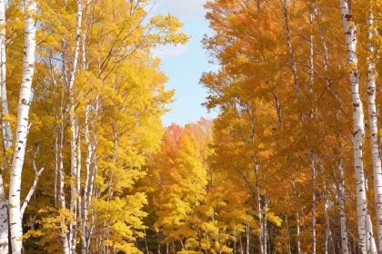 FENG WEI HUO GUO CHENG