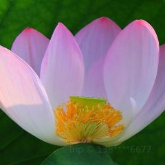 Yijunge (weiduoliya) User Photo