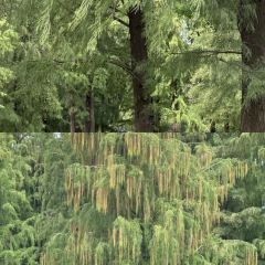 FengCheng ShuangPi Nai User Photo