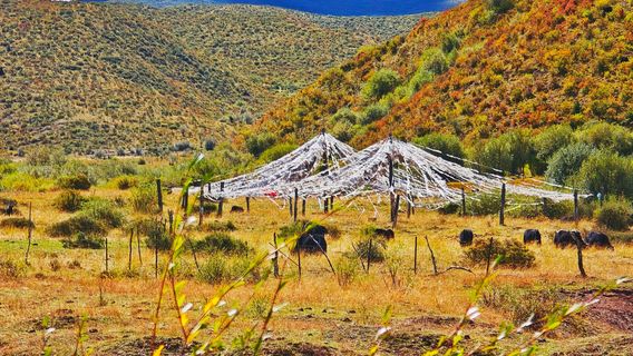 jiu hong cao yuan feng guang lu