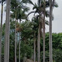 南坑咖啡观赏园 User Photo