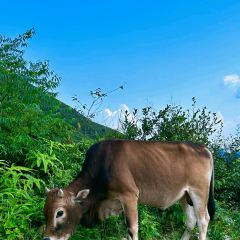 莫六山房莫六公农庄 User Photo