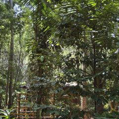 iswara ayurvedic villiage spice garden User Photo