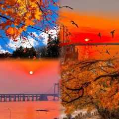 ROYAL OCEAN User Photo