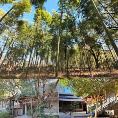 小竹林 User Photo