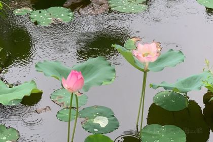 luckincoffee瑞幸咖啡（華貿大廈店）