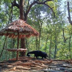 普洱小熊猫庄园·天碧餐厅 User Photo