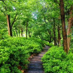 Zhan yi gong shi la zi Chicken (zhan yi) User Photo