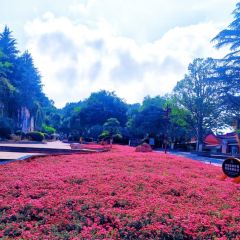 Zhan yi gong shi la zi Chicken (zhan yi) User Photo