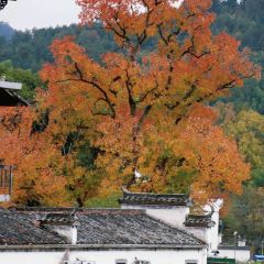 DE YUE LOU User Photo