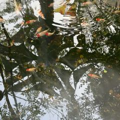 Taa Chang Bangsaen User Photo